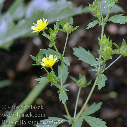 Potentilla supina Niedriges Fingerkraut