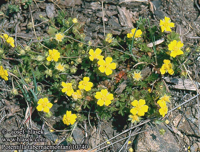 Potentilla tabernaemontani