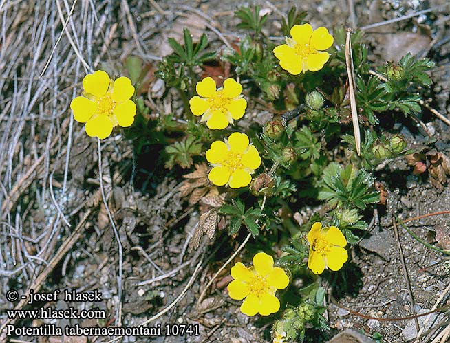 Potentilla tabernaemontani