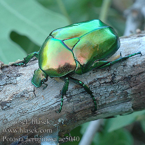 Potosia aeruginosa ae5040 UK: Big Rose-Chafer FR: Cétoine érugineuse Protaetia HU: Pompás virágbogár DE: Großer Goldkäfer Grosser Rosenkäfer PL: złotawiec okazały SK: zlatoň ligotavý CZ: Zlatohlávek skvostný SYN: Cetonischema RU: бронзовка гладкая