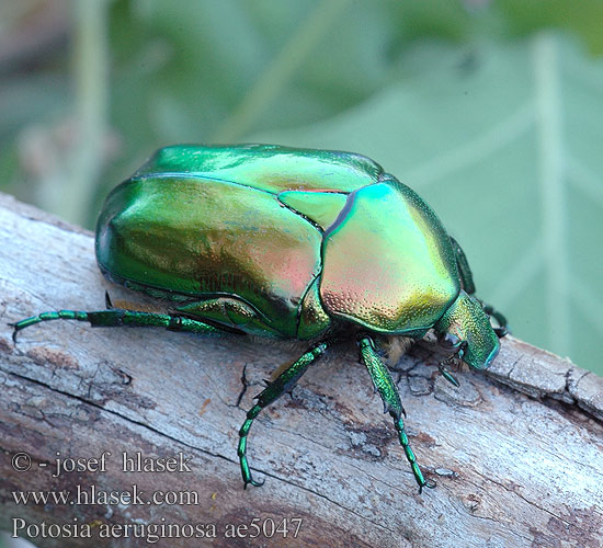 Potosia aeruginosa ae5047 UK: Big Rose-Chafer FR: Cétoine érugineuse Protaetia HU: Pompás virágbogár DE: Großer Goldkäfer Grosser Rosenkäfer PL: złotawiec okazały SK: zlatoň ligotavý CZ: Zlatohlávek skvostný SYN: Cetonischema RU: бронзовка гладкая