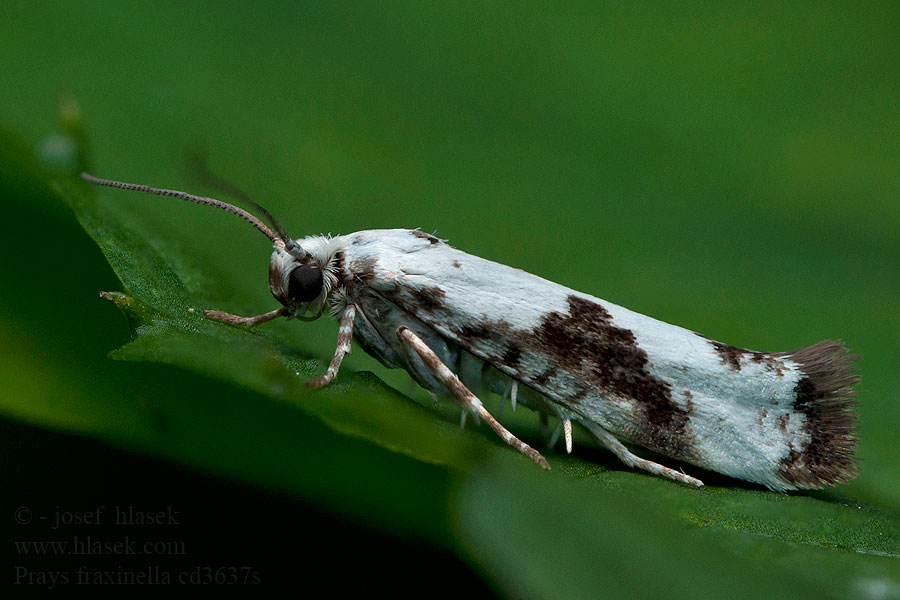 Prays fraxinella Ash Bud Moth