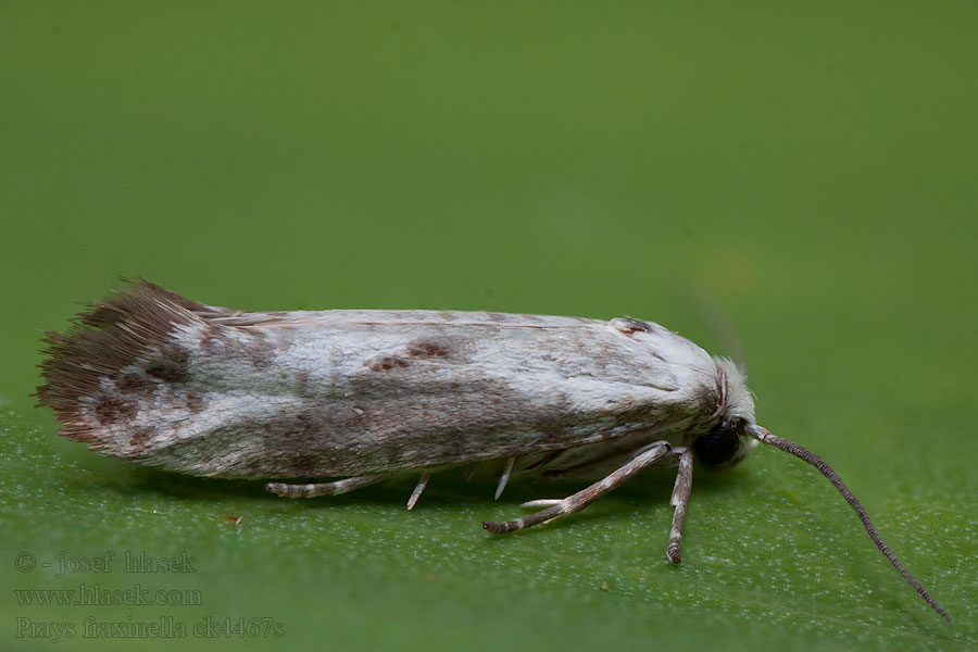 Ash Bud Moth Prays fraxinella