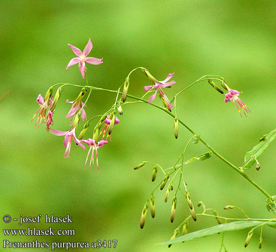 Prenanthes purpurea