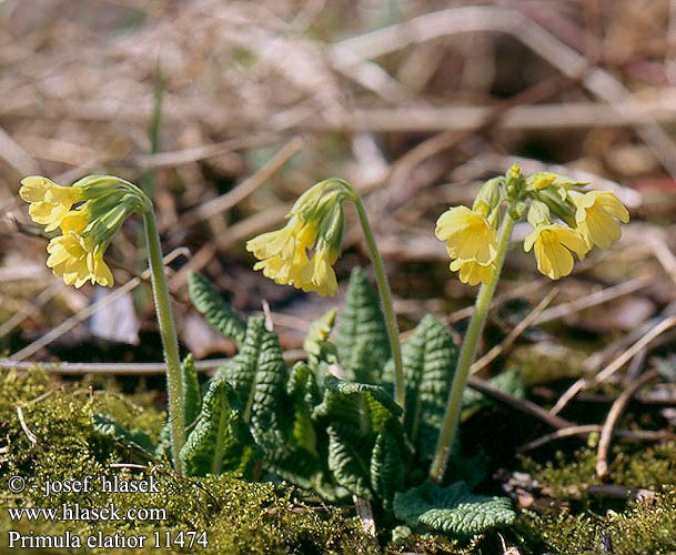 Primula elatior Primevère élevée Slanke sleutelbloem Pierwiosnek wyniosły