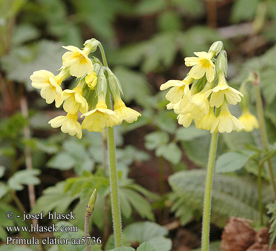 Primula elatior Hohe Schlüsselblume Fladkravet Kodriver