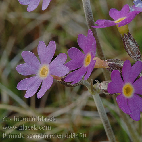 Prvosenka skandinávská Fjällviva Primula scandinavica Northern Primrose