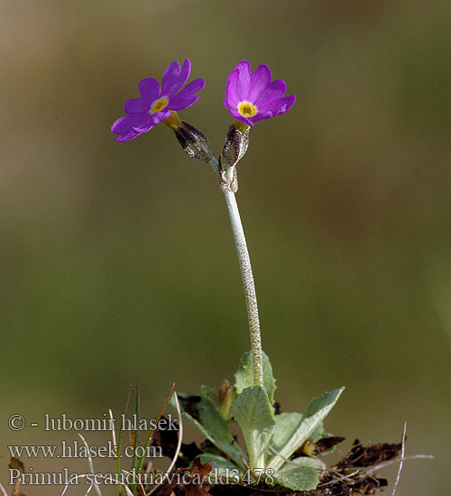 Primula scandinavica Northern Primrose Scandinavian Primrose