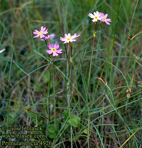 Primula stricta