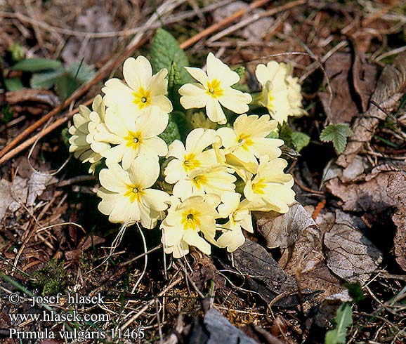 Primula vulgaris