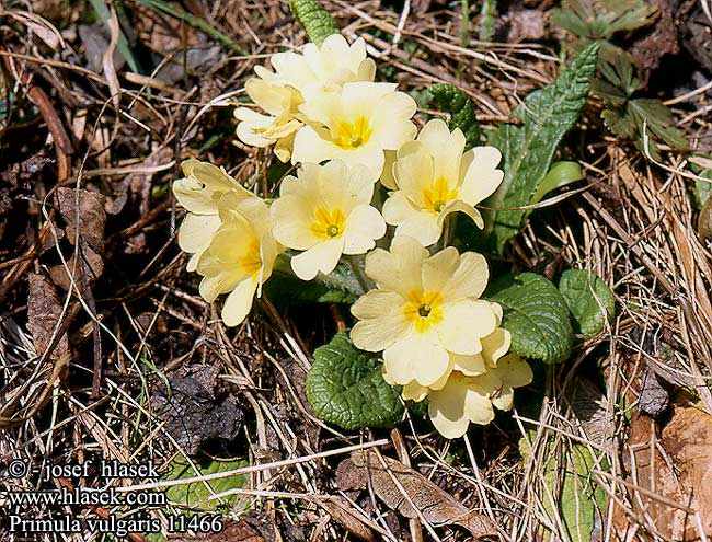 Primula vulgaris