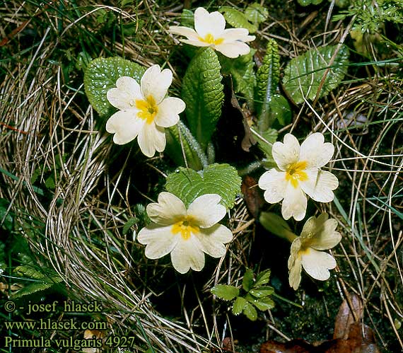 Primula vulgaris