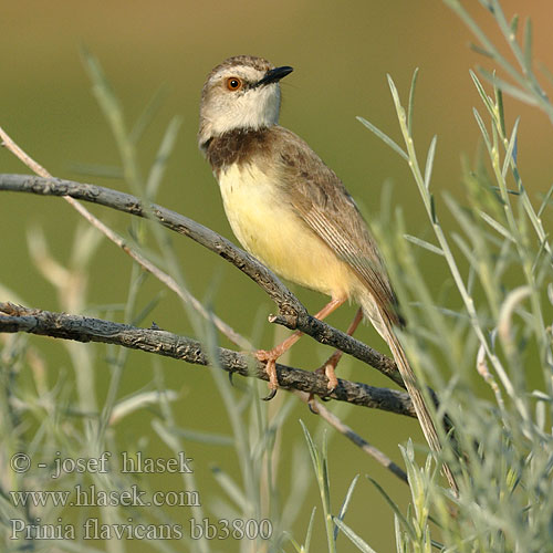 Drakensberg Prinia Akacieprinia Sortbrystet Vyötuhkakerttu