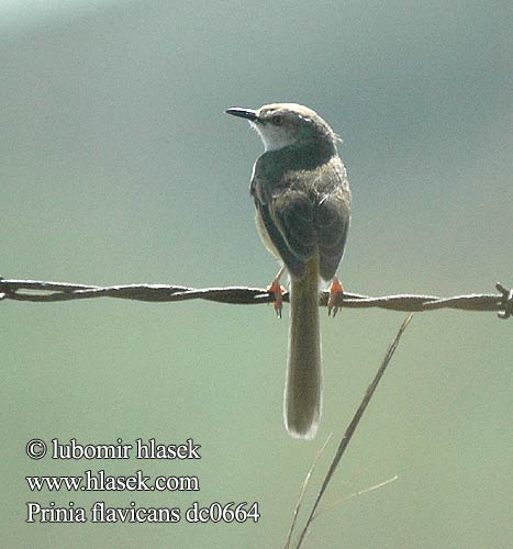 Prinia flavicans dc0664