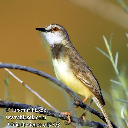 Prinia plastron Zwartborstprinia Brustbandprinie Swartbandlangstertjie