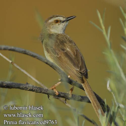 Prinie černoprsá Prinia Pecho Negro Pechinegra Prinia collare pettonero