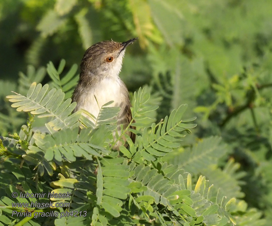 Prinie půvabná Prinia gracilis