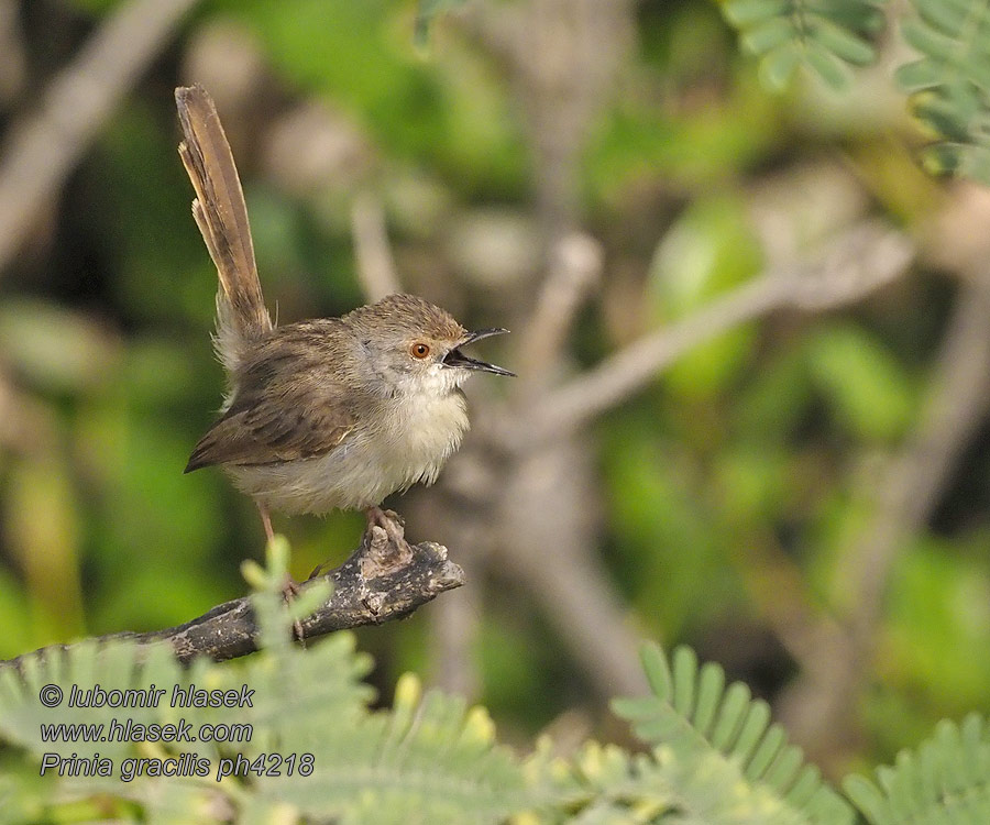 Buitrón elegante Prinia gracilis