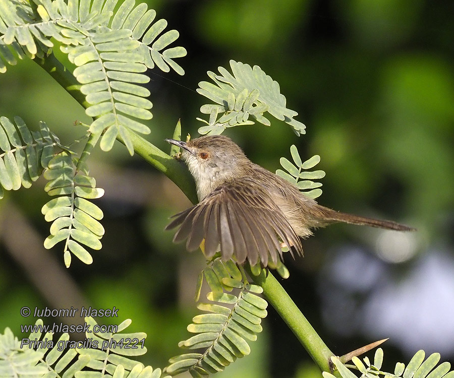 Prinia gracilis