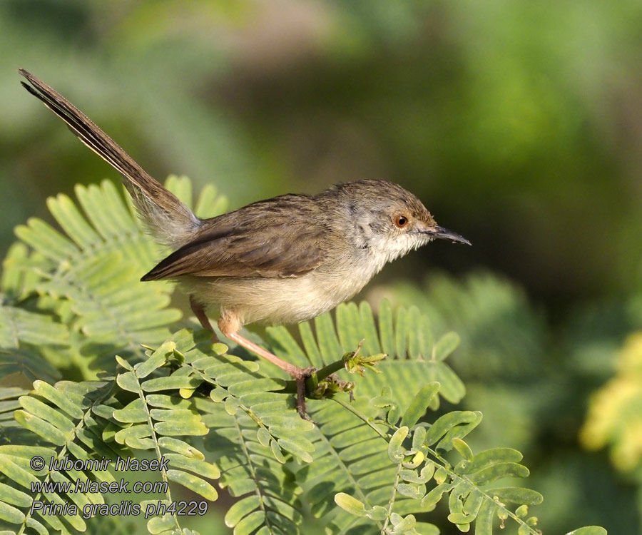 Prinia gracilis