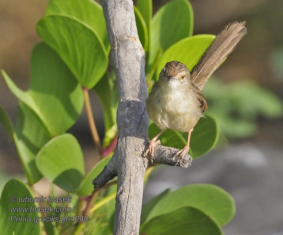 Graceful Warbler Fulvous-streaked Prinia Streifenprinie Prinia gracilis