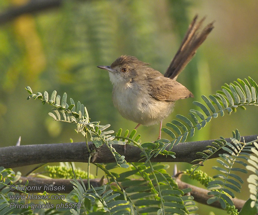 Prinia gracilis Prelestna prinija Streckad prinia Dik kuyruklu ötleğen Dikkuyruklu