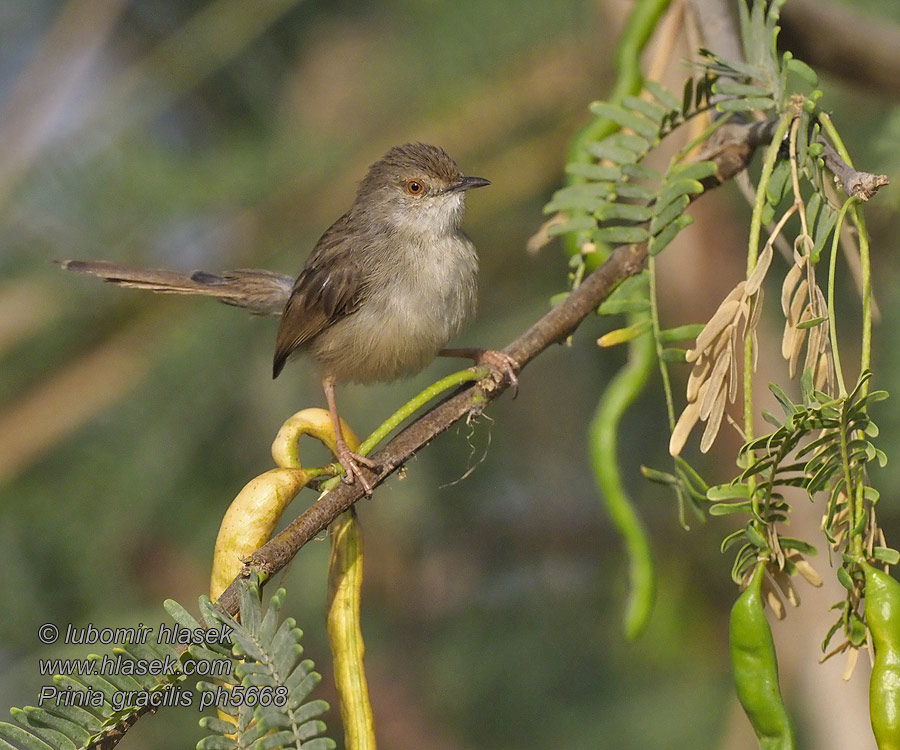 Prinia gracilis التٌمَّرة الطنيفة هازجة طويلة الذنب セスジハウチワドリ