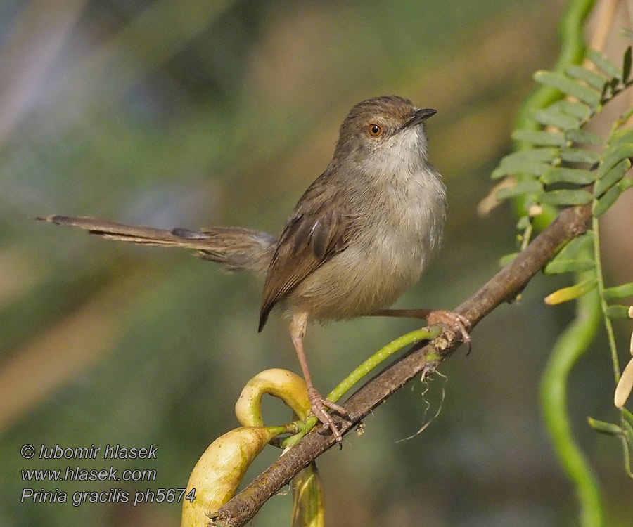 Prinia gracilis  Prinia gracile Stripeprinia Streckad prinia