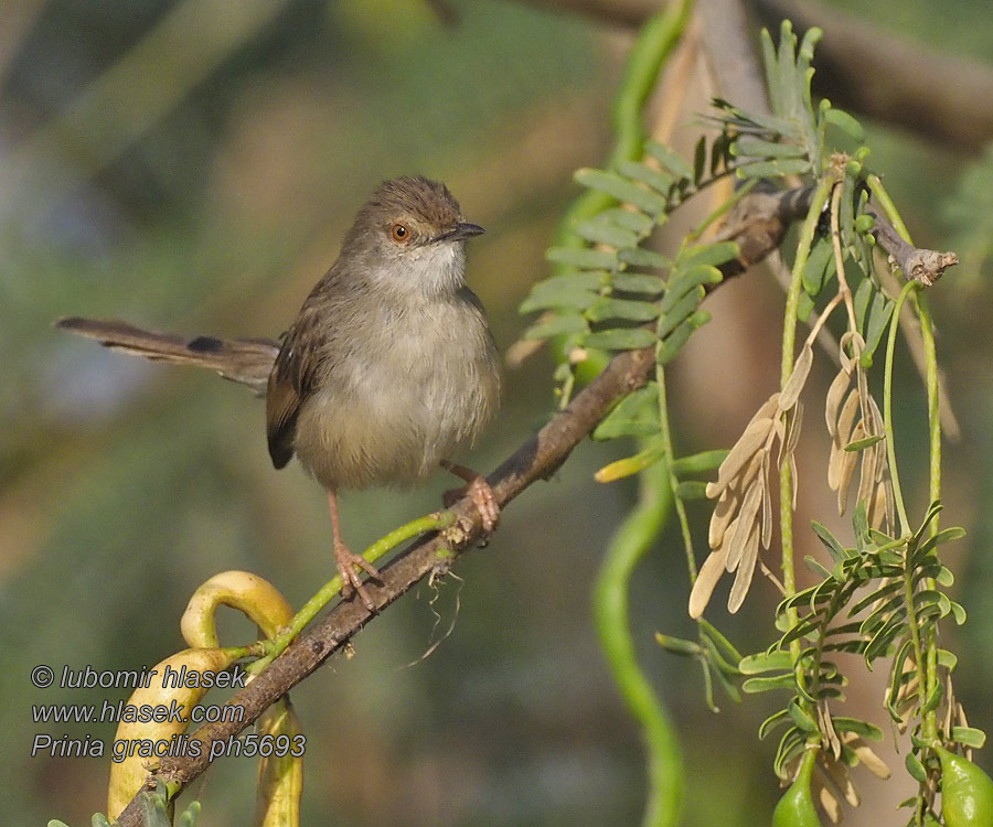 Prinia gracilis Palmesanger Yndefuld Prinia Gestreepte Prinia Hietatuhkakerttu