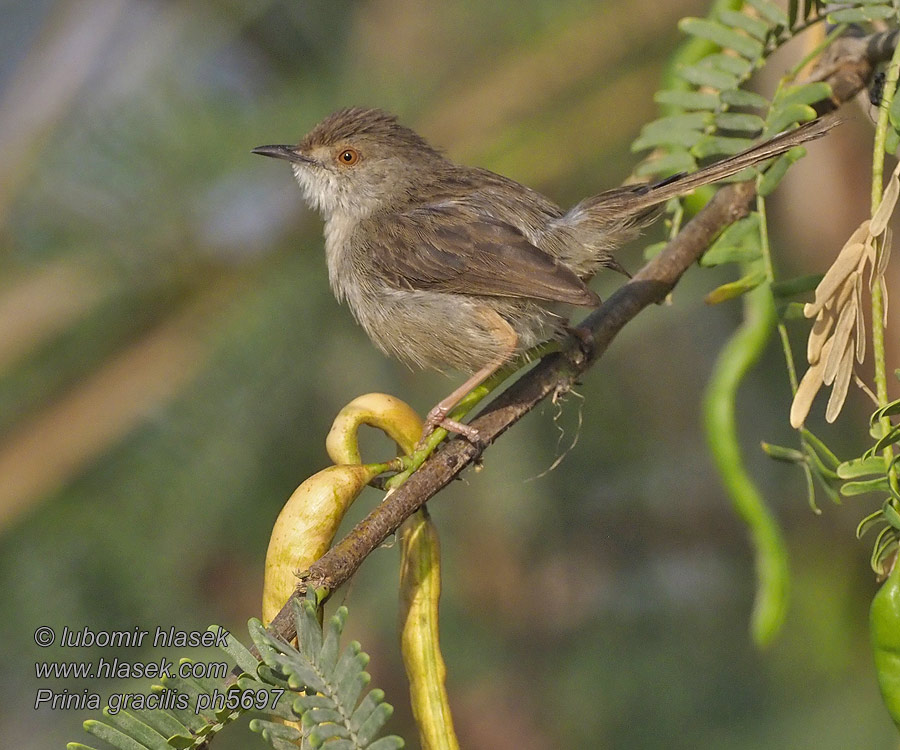 Prinia gracilis Prinie půvabná obecná