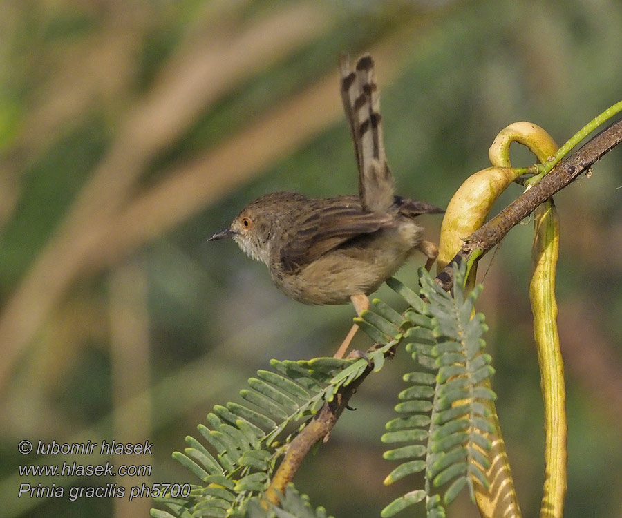 Prinia gracilis Fauvette-roitelet striée Alzacola Grácil Buitrón elegante