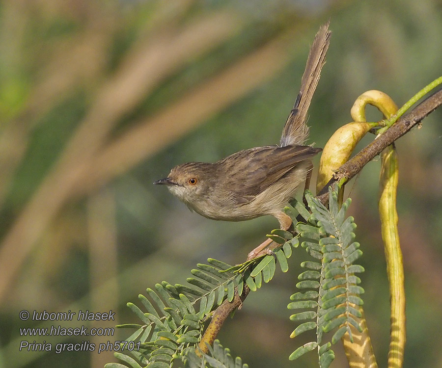 Prinia gracilis Streifenprinie Streifen-Prinie Prinia gracile