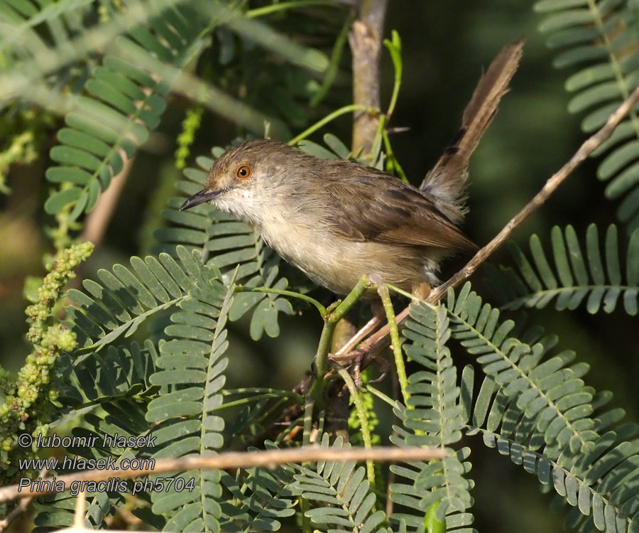 Prinia gracilis Graceful Warbler Fulvous-streaked Prinia