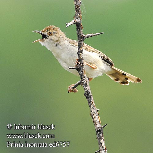 Prinia inornata Plain Prinie mokřadní Rahmbrustprinie Orientprinia