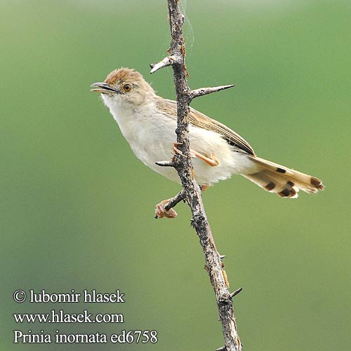 Orientprinia Intiantuhkapriinia Prinia simple disadorna