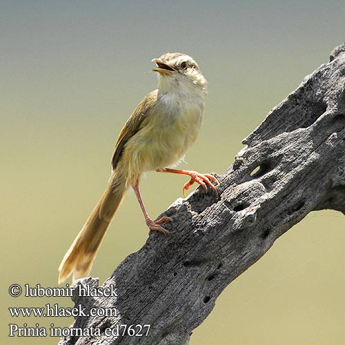 マミハウチワドリ Witteugelprinia Prinia plowa Orientprinia