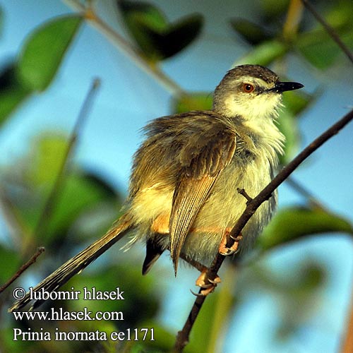 纯色山鹪莺 Prinia inornata Plain Prinia Prinie mokřadní