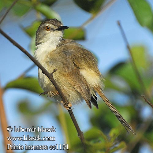 Plain Prinia Prinie mokřadní Rahmbrustprinie Orientprinia