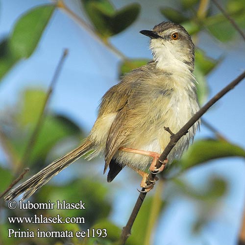 Prinie mokřadní Rahmbrustprinie Orientprinia Intiantuhkapriinia