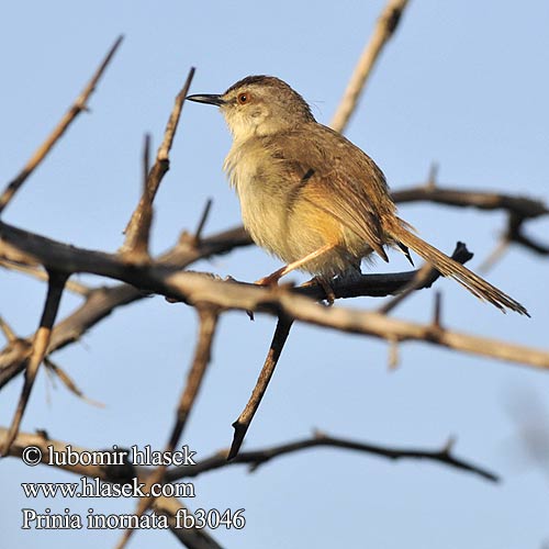 Rahmbrustprinie Orientprinia Intiantuhkapriinia Prinia simple disadorna