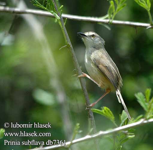 Prinia subflava Tawny-flanked Prinia Tawnyflanked