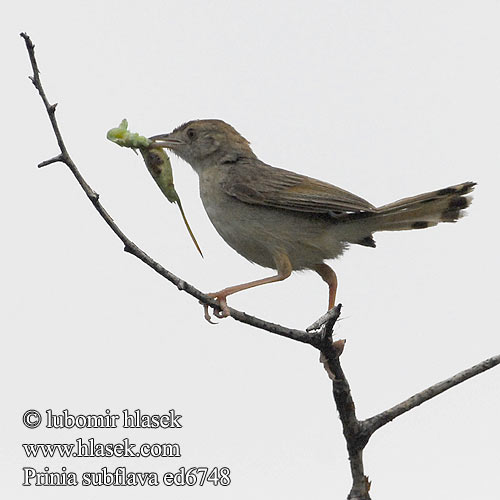 Tuhkakerttu tuhkapriinia Roestflankprinia Rahmbrustprinie