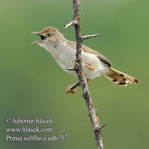 Prinia myszata Prinie křovinná Prinia amarillenta Bruinsylangstertjie