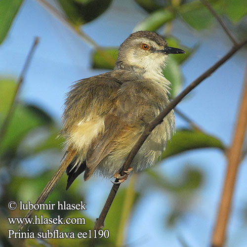 マミハウチワドリ Prinia fianchifulvi Prinia hnedoboká