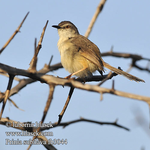 纯色鹪莺 Prinia subflava Tawny-flanked Prinia Tawnyflanked