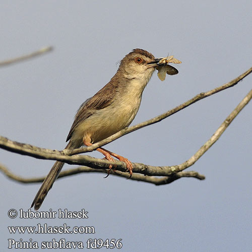 Roestflankprinia Rahmbrustprinie Prinia myszata Prinie křovinná