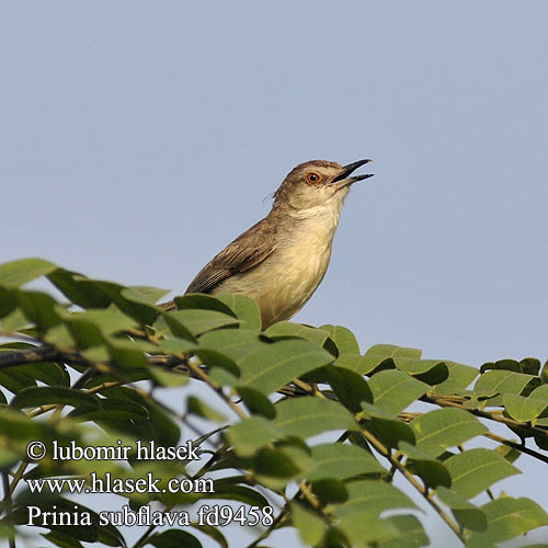 Rahmbrustprinie Prinia myszata Prinie křovinná Prinia amarillenta