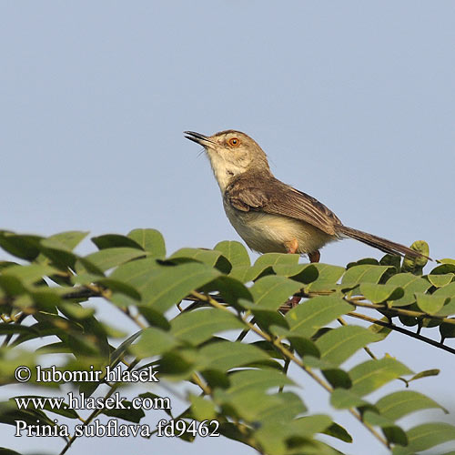 Prinia myszata Prinie křovinná Prinia amarillenta