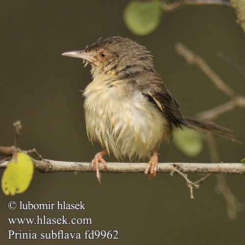 Prinie křovinná Prinia amarillenta Bruinsylangstertjie