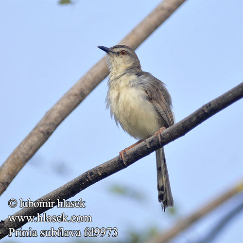 Prinia amarillenta Bruinsylangstertjie マミハウチワドリ